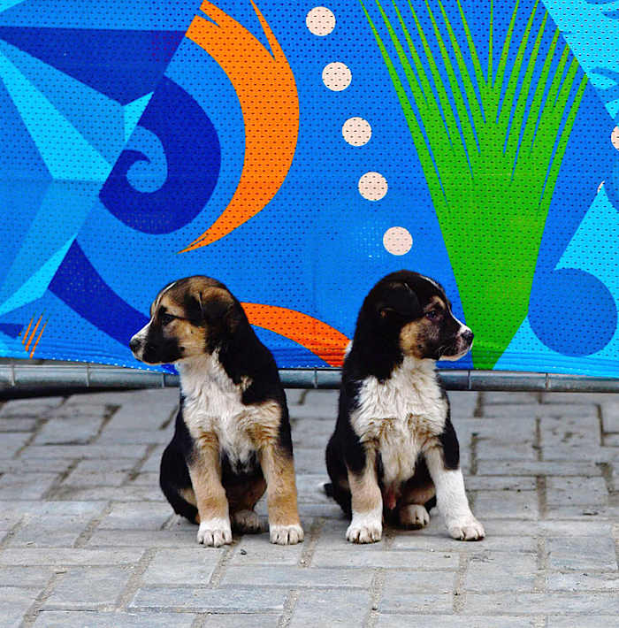 sochi-olympics-stray-dogs-opbc-1867.jpg